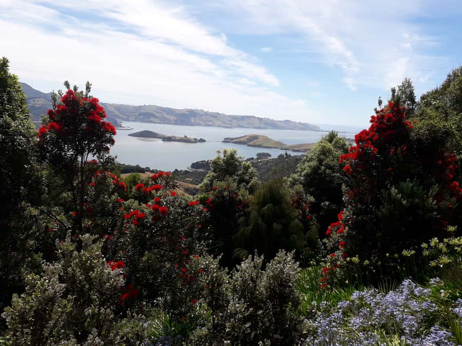 Dunedin: Peninsula with Lanarch Castle gardens & Olveston - Larnach Castle Gardens, with the castle choice explained