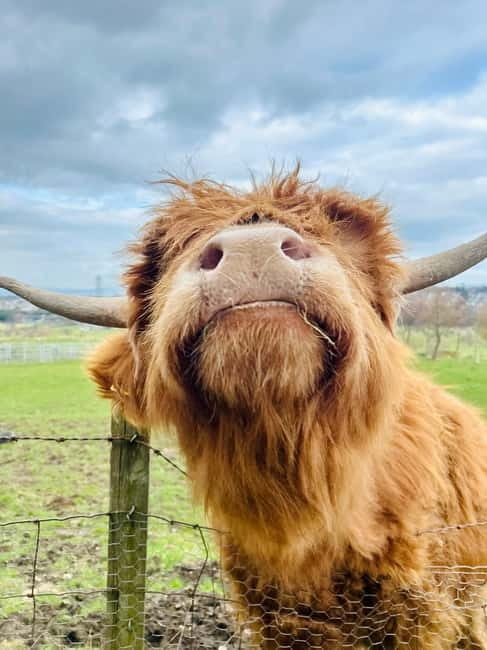 Edinburgh: Highland Cow, Blackness Castle, and Cake Tour - Key points to know before booking