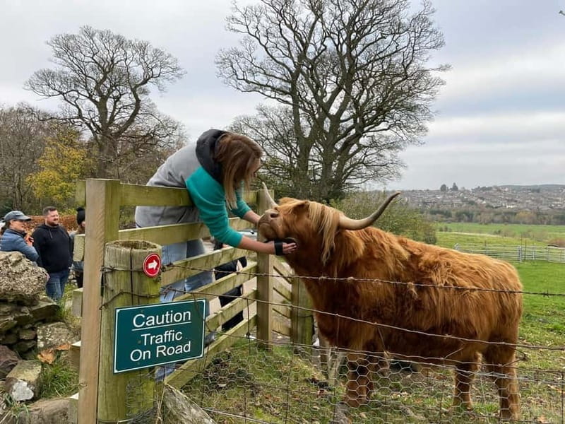 Edinburgh: Highland Cow, Blackness Castle, and Cake Tour - Why the coos are the main event
