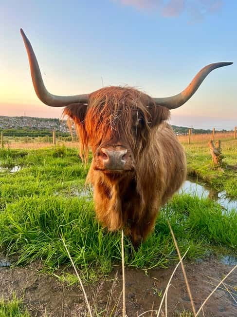 Edinburgh: Highland Cow, Blackness Castle, and Cake Tour - A smooth change from castle walls to country fields