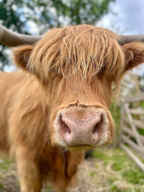 Edinburgh: Highland Cow, Blackness Castle, and Cake Tour - Should you book the Highland Cow, Blackness Castle, and Cake Tour?