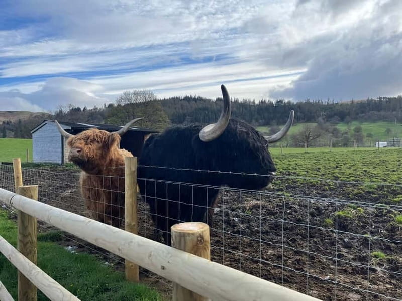 Edinburgh: Kelpies, Stirling Castle & Loch Lomond - The road through Loch Lomond and the Trossachs