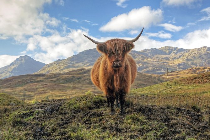 Edinburgh: Loch Lomond, Stirling Castle and the Kelpies Day Tour - What this Edinburgh day tour really delivers