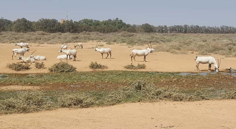 From Amman: Desert Castles of Eastern Jordan Tour - Should you add the Azraq Wetland Reserve?