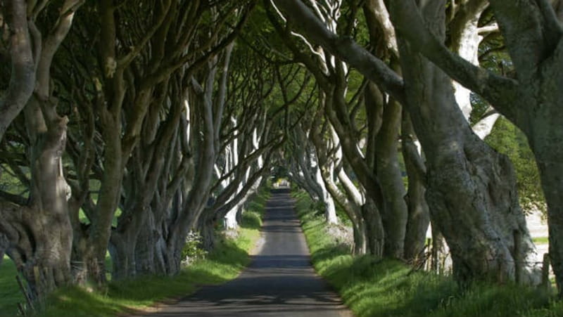 From Belfast: Giant's Causeway, Dunluce Castle & Dark Hedges - Dunluce Castle is a photo stop, not a castle visit