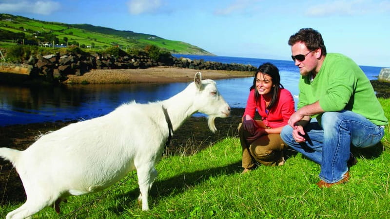 From Belfast: Giant's Causeway, Dunluce Castle & Dark Hedges - Is $64 a fair price for the route?
