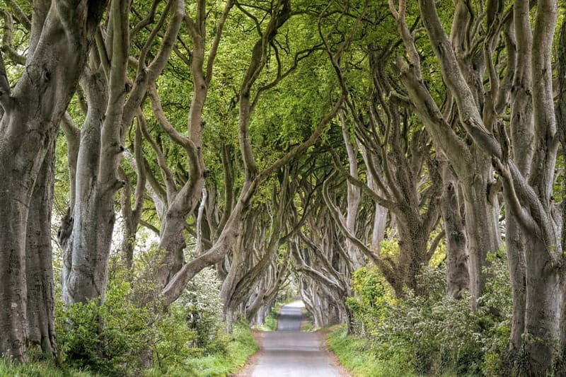 From Belfast: Giant's Causeway Guided Day Tour With Castles - Is $28 good value?