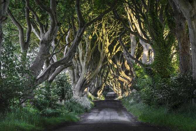 From Belfast-Giants Causeway, Dunluce Castle and Dark Hedges tour - Key points to know before booking