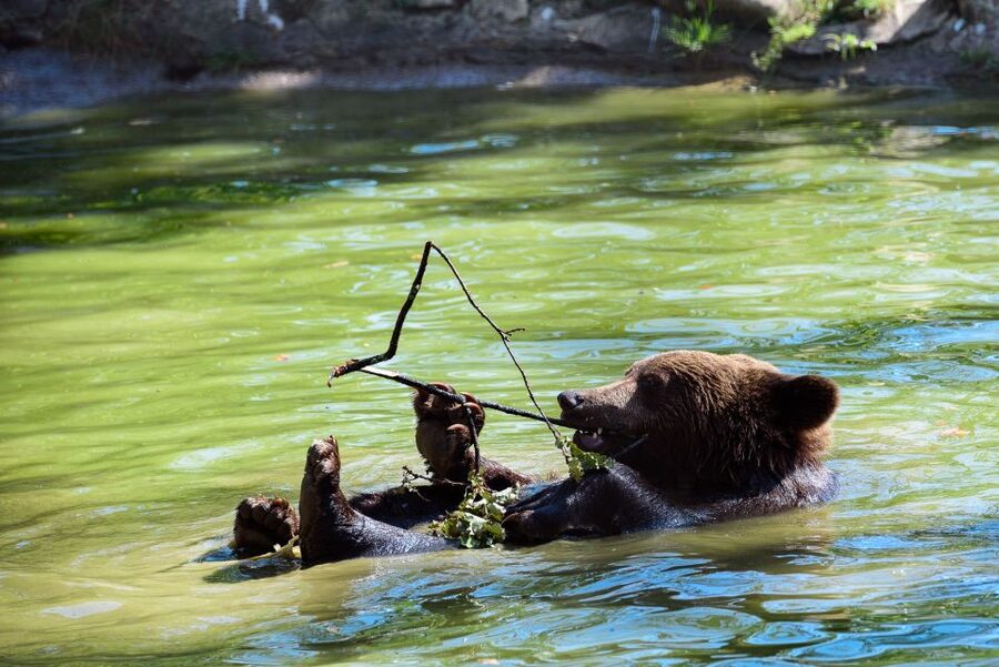 From Bucharest: Bear Sanctuary and Dracula Castle Day Tour - Key points at a glance
