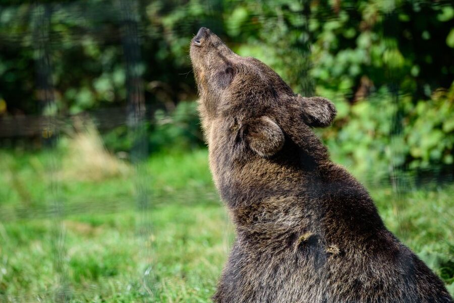 From Bucharest: Bear Sanctuary and Dracula Castle Day Tour - Why pair bears with Dracula?