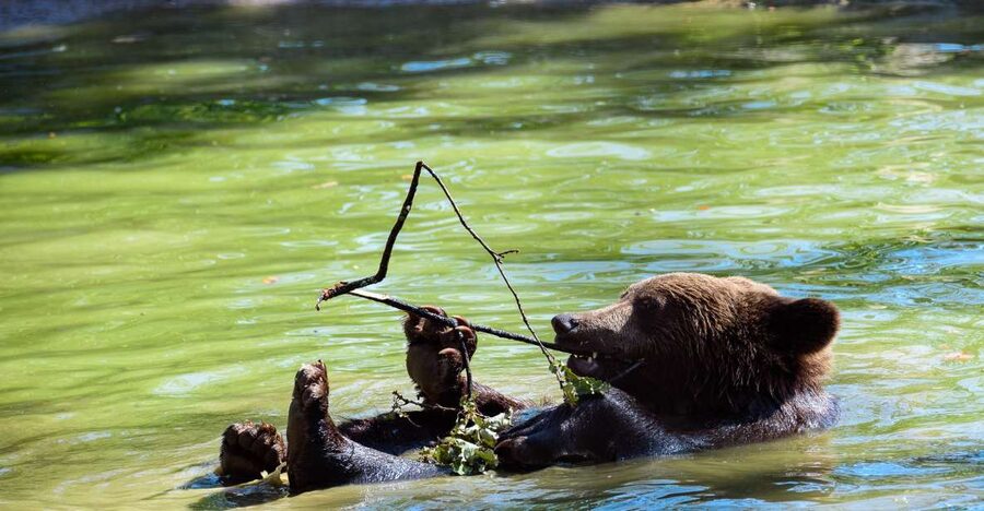 From Bucharest: Bear Sanctuary and Dracula Castle Day Tour - Libearty Sanctuary and its rescued bears