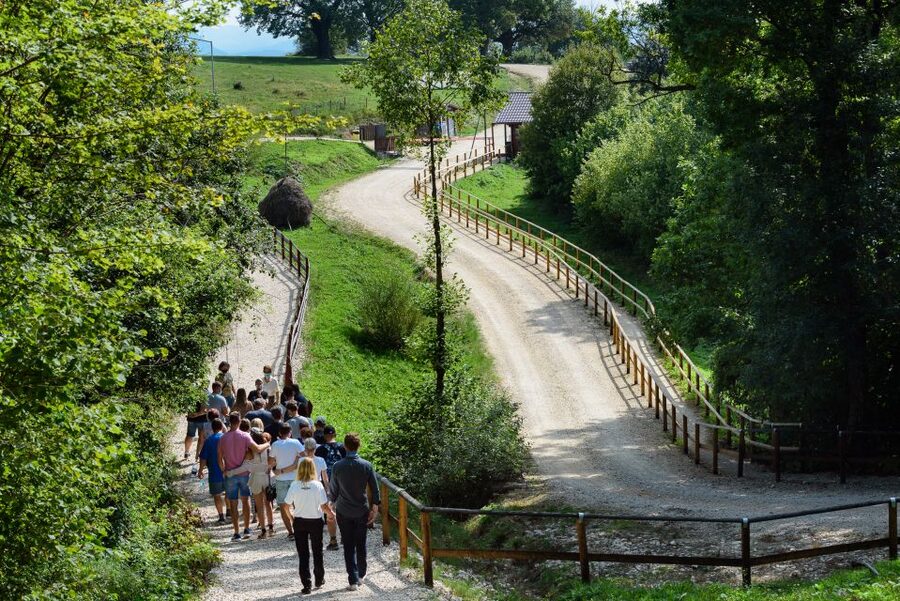 From Bucharest: Bear Sanctuary and Dracula Castle Day Tour - Bran Castle and the Dracula connection