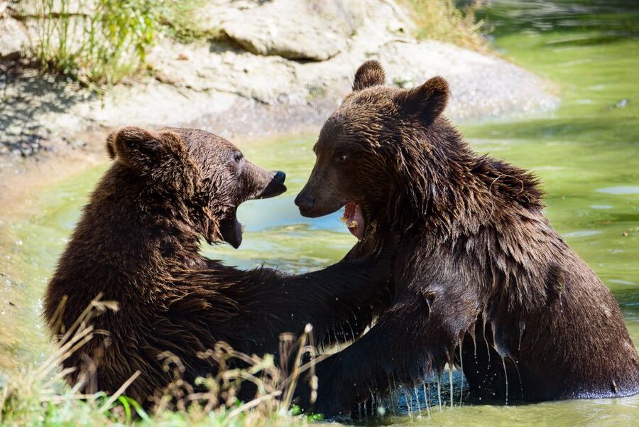From Bucharest: Bear Sanctuary and Dracula Castle Day Tour - Lunch, local food, and extra costs