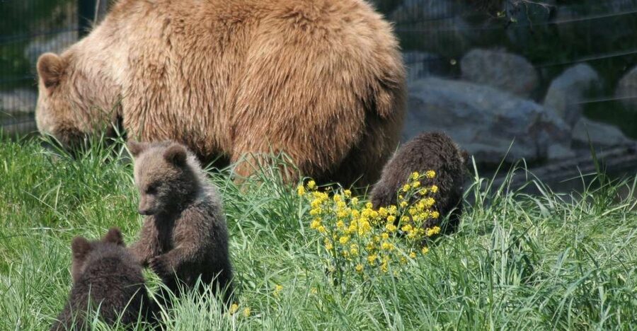 From Bucharest: Libearty Bear Sanctuary and Dracula's Castle - Food, village time, and what is not included