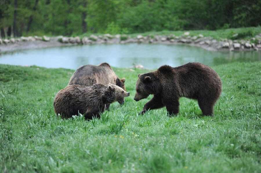 From Bucharest: Libearty Bear Sanctuary and Dracula's Castle - Who should book this Bucharest day trip?