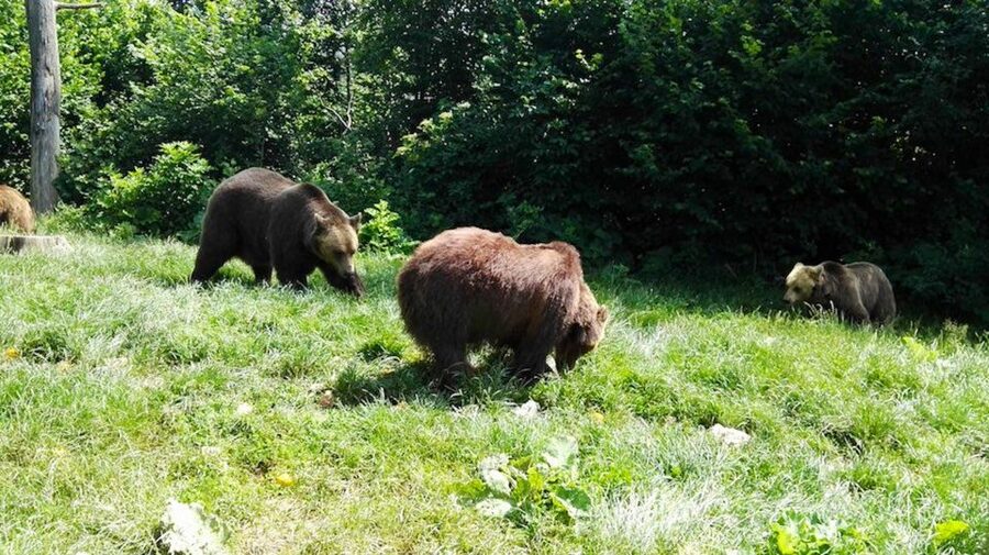 From Bucharest: Libearty Bear Sanctuary and Dracula's Castle - The road from Bucharest to the Carpathians