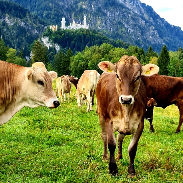 From Füssen: Neuschwanstein & Linderhof Castles Private Tour - What the guide adds