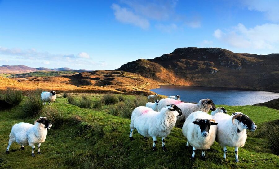 From Galway: Castles of Connemara Full-Day Tour - Starting at Galway Cathedral