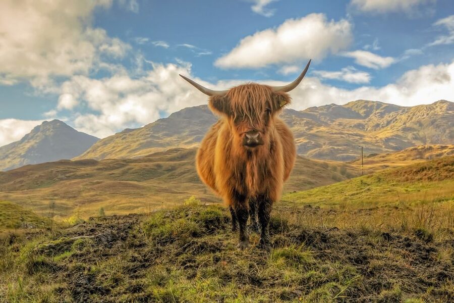 From Glasgow: Loch Lomond, Trossachs & Stirling Castle Tour - Lunch in Aberfoyle, the Trossachs base