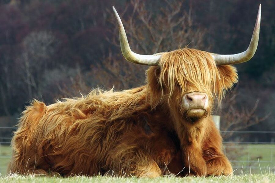 From Glasgow: Oban, Glencoe & West Highland Castles Day Trip - What the $75 price really gets you