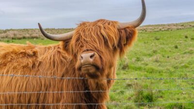 From Inverness: Cawdor Castle and Cairngorms National Park