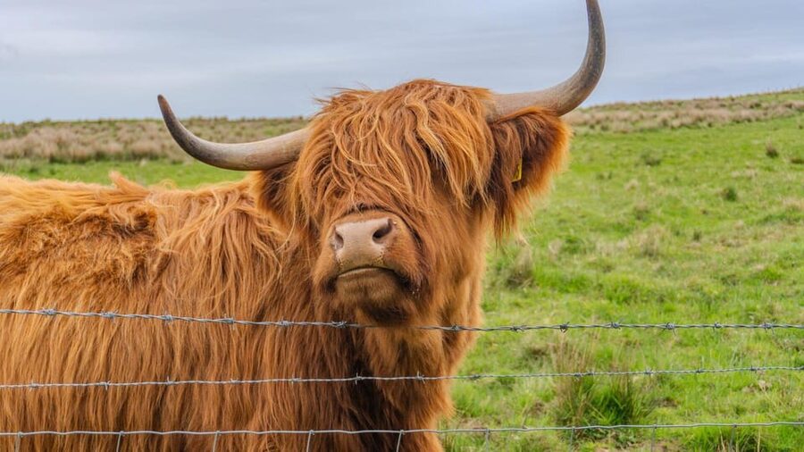 From Inverness: Cawdor Castle and Cairngorms National Park - Cawdor Castle, gardens, and 100 minutes to explore