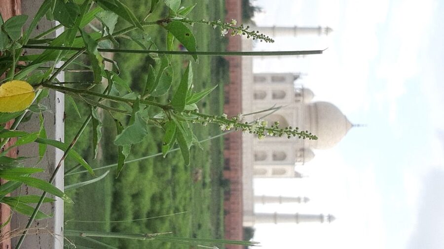 From Jaipur: Private Taj Mahal Sunrise & Agra Fort Tour - Lunch and the optional craft stops