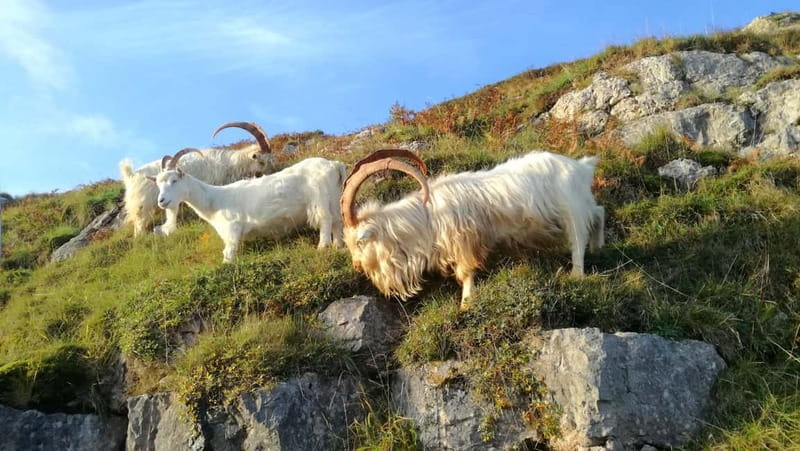 From Llandudno: Portmeirion, Snowdonia and Castles Tour - Transport is practical but not spacious