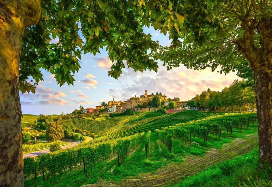From Milan: Barolo Wine Tasting, Alba Tour and Castle Visit - Key points to know before booking