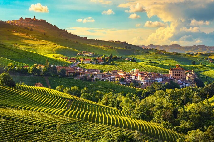 From Milan: Barolo Wine Tasting, Alba Tour and Castle Visit - The family cellar and the Barolo tasting