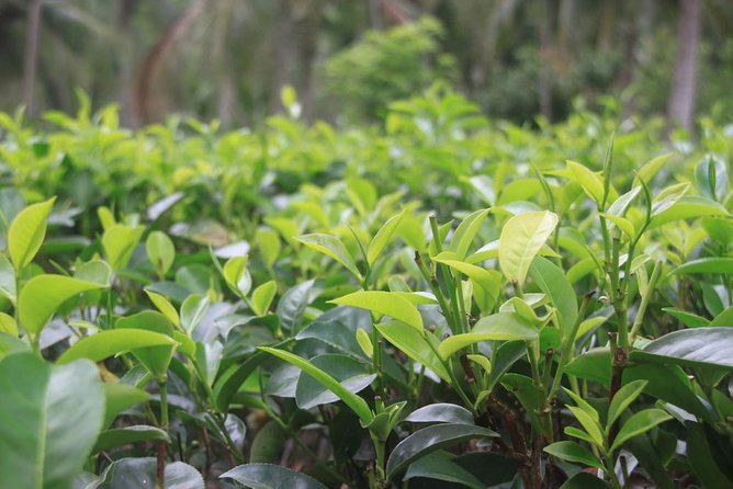 Galle Day Tour and Tea Plantation from Bentota & Other Places - What this Bentota to Galle day actually delivers