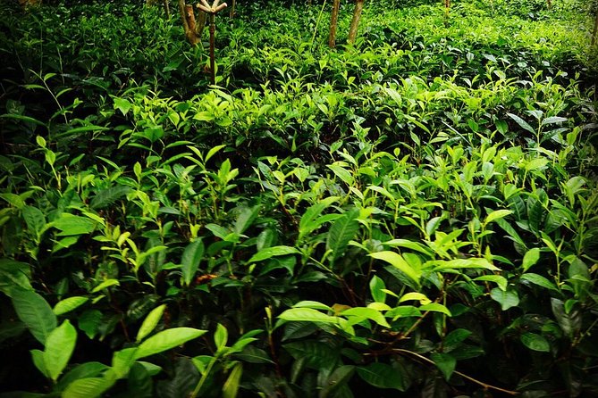 Galle Day Tour and Tea Plantation from Bentota & Other Places - Two hours at Unawatuna Beach