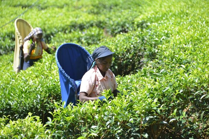 Galle Day Tour and Tea Plantation from Bentota & Other Places - Koggala’s stilt fishermen in a 20-minute stop