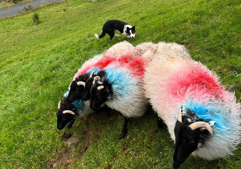 Galway: Connemara, Sheepdog Show and Medieval Castle Tour - Cong Abbey and the quiet side of the route