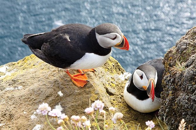 Galway to Cliffs of Moher, Aillwee Cave & Dunguaire Castle Tour - Aillwee Cave adds an optional underground stop