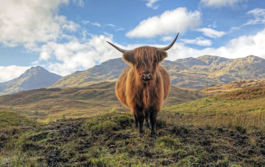 Greenock: Shore Excursion to Stirling Castle and Loch Lomond - What the $92 price really covers