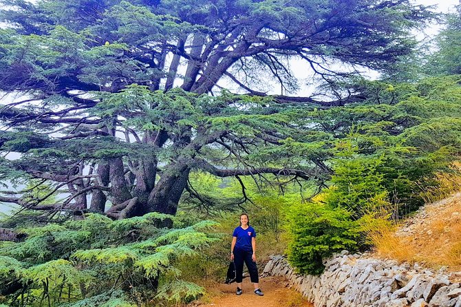 Guided Full-Day Private Trip to Cedars, Baalbek and Chateau Ksara - The morning begins with a private ride east