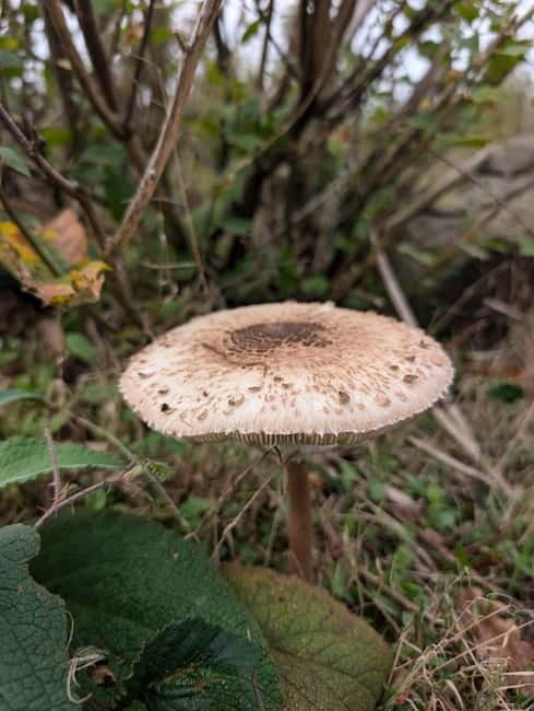 Guided Nature Tour: Pilgrims Way & Bigbury Fort - Starting at Chartham Hatch Village Hall