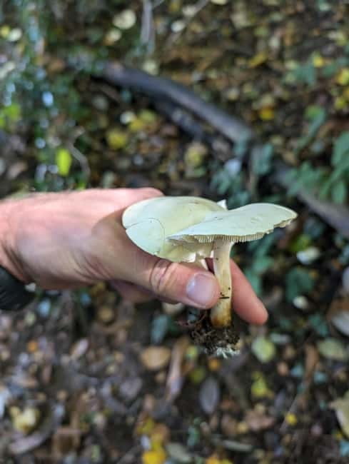Guided Nature Tour: Pilgrims Way & Bigbury Fort - Tea, woodland views, and a slower pace