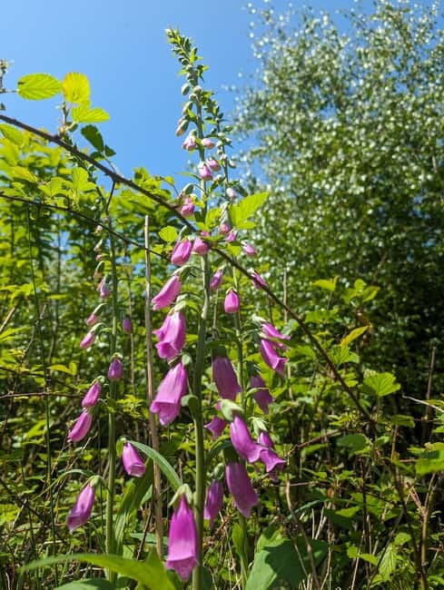 Guided Nature Tour: Pilgrims Way & Bigbury Fort - Greg’s guiding style and what you may learn