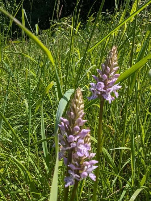 Guided Nature Tour: Pilgrims Way & Bigbury Fort - Who should book this woodland walk?