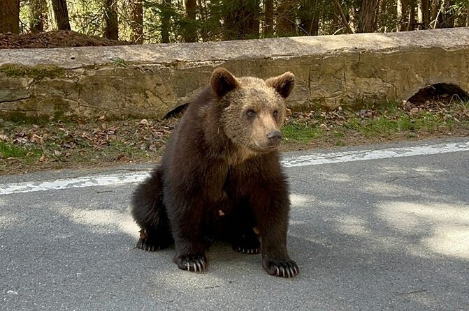 Hike to Poenari Fortress, Vidraru Dam, Argeș Monastery - Private - Practical tips before you go