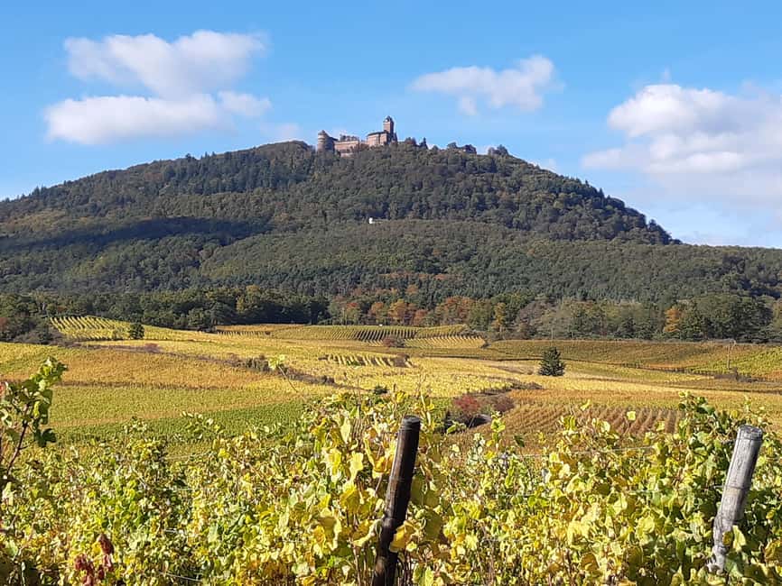 Iconics Typical villages & Haut Koenigsbourg castle - A full day on the Alsace Wine Road