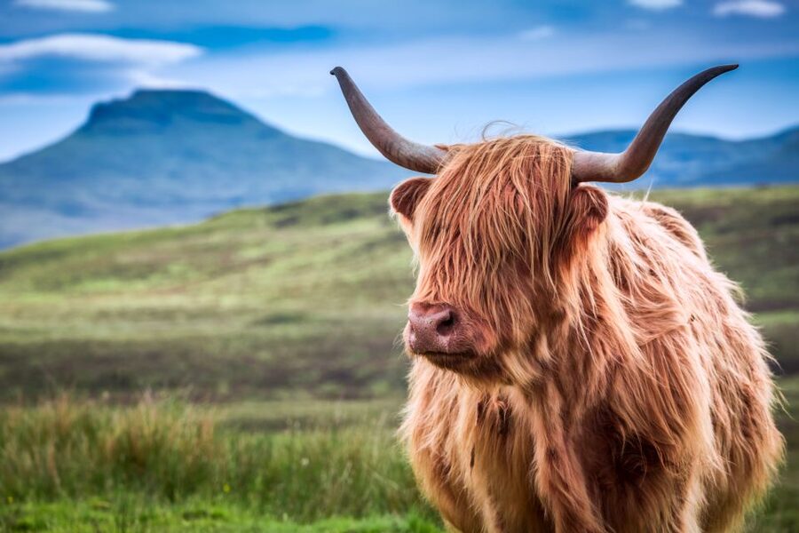 Inverness: Isle of Skye and Eilean Donan Castle Day Trip - The return through Loch Carron and Kyle of Lochalsh