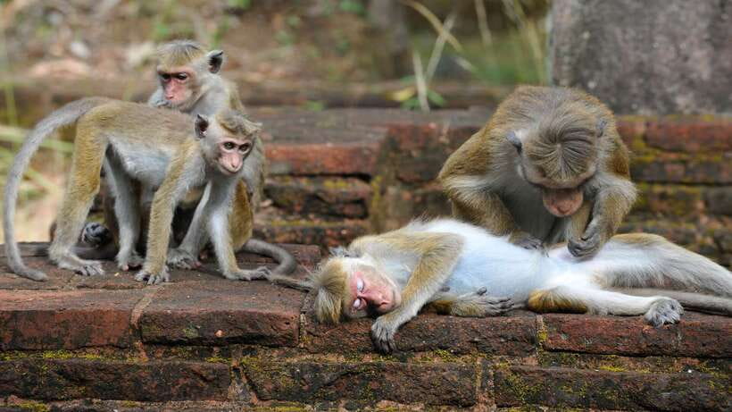 Kandy: Sigiriya Fortress & Cave Temple Full Day Private Tour - Is $75 a fair price?
