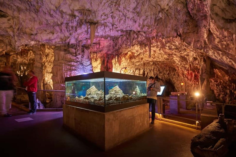 Koper/Trieste: Postojna Cave & Predjama Castle Tour & Ticket - Who will enjoy this tour most?