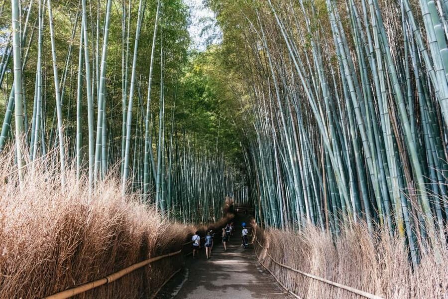 Kyoto: Nijo Castle, Kiyomizu & Fushimi Inari Guided Tour - Kinkaku-ji and the Golden Pavilion