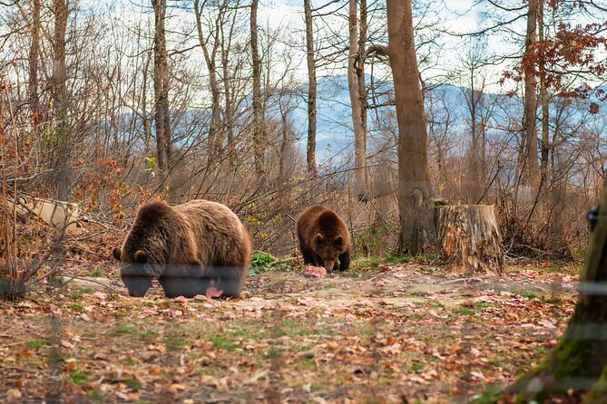 Legends&Wildlife Awaits: Dracula's Castle & Bear Sanctuary - Why the small group matters