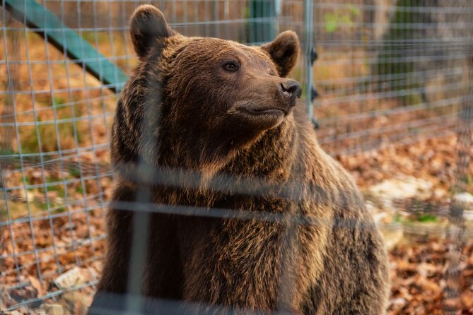 Legends&Wildlife Awaits: Dracula's Castle & Bear Sanctuary - Who should book this day trip?