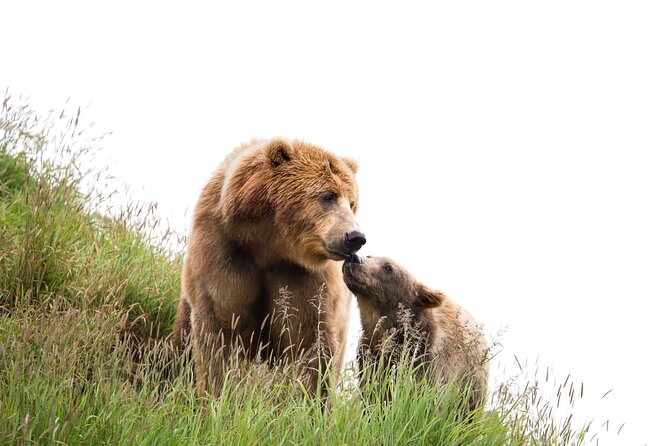 Libearty Bear Sanctuary and Dracula's Castle - Day Tour from Bucharest - Why the bear sanctuary gives this trip its heart